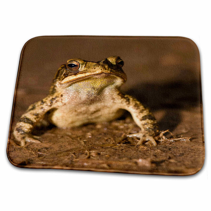 Dish Drying Mat - Gulf Coast Toad, Bufo valliceps, Texas coastline - US44 MPR0050 - Maresa Pryor Toads