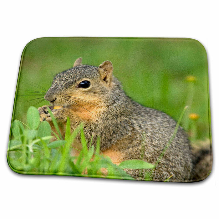 Dish Drying Mat - Eastern Fox squirrel, Sciurus niger, Seadrift, Texas - US44 MPR0060 - Maresa Pryor Squirrels