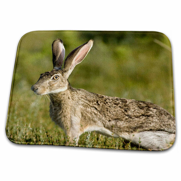 Dish Drying Mat - Black-tailed Jackrabbit, Welder flats, Texas - US44 MPR0062 - Maresa Pryor Rabbits