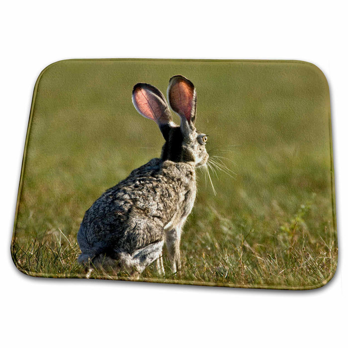 Dish Drying Mat - Black-tailed Jackrabbit, Welder flats, Texas - US44 MPR0064 - Maresa Pryor Rabbits