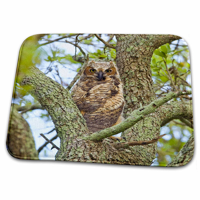 Dish Drying Mat - Great horned owl, Welder flats, TX - US44 MPR0065 - Maresa Pryor Owls