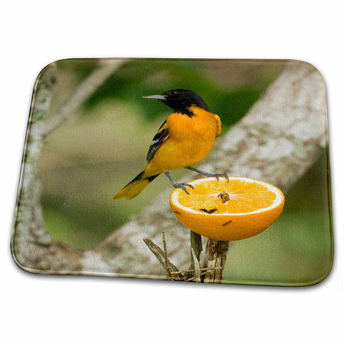 Dish Drying Mat - Baltimore Oriole bird, Coastal Texas - US44 MPR0066 - Maresa Pryor Birds