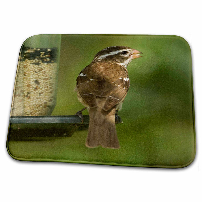 Dish Drying Mat - Rose-breasted grosbeak bird, Coastal Texas - US44 MPR0075 - Maresa Pryor Birds