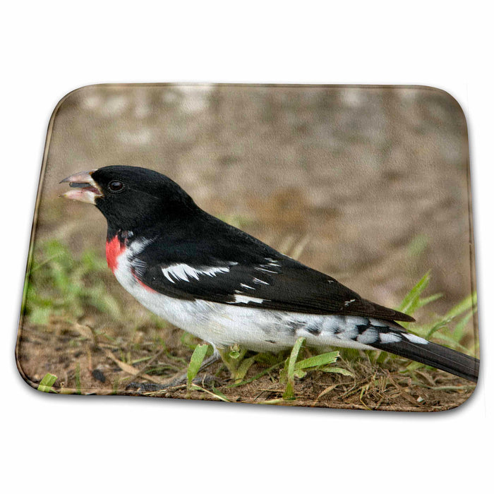 Dish Drying Mat - Rose-breasted grosbeak bird, Coastal Texas - US44 MPR0076 - Maresa Pryor Birds