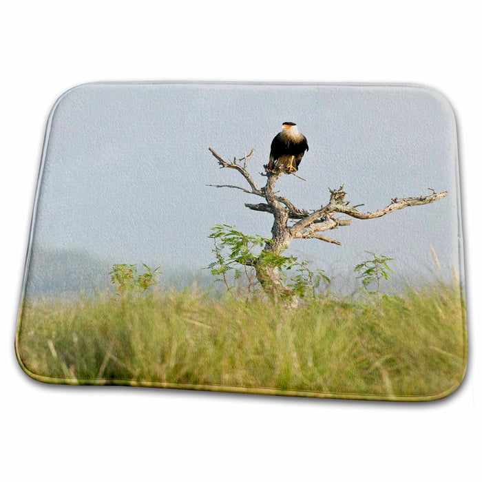 Dish Drying Mat - Crested Caracara bird, Welder flats, Texas - US44 MPR0084 - Maresa Pryor Birds