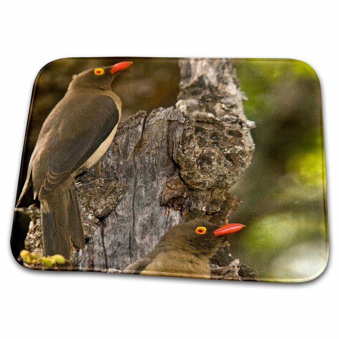 Dish Drying Mat - Redbilled Oxpecker bird, Mkuze Reserve, South Africa - US44 MPR0123 - Maresa Pryor Birds