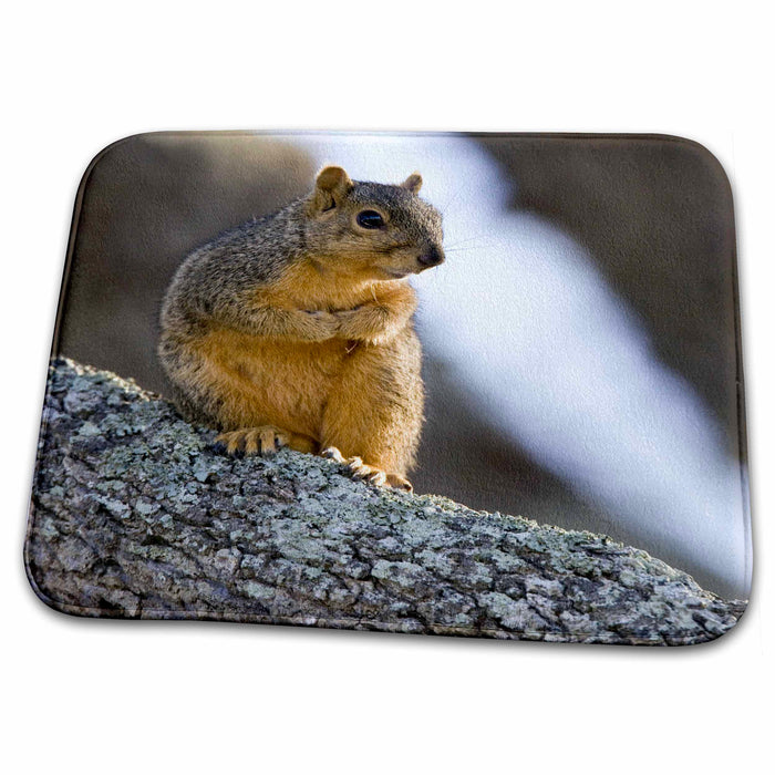 Dish Drying Mat - Fox Squirrel on oak branch, Welder Ranch, Texas - US44 MPR0136 - Maresa Pryor Squirrels