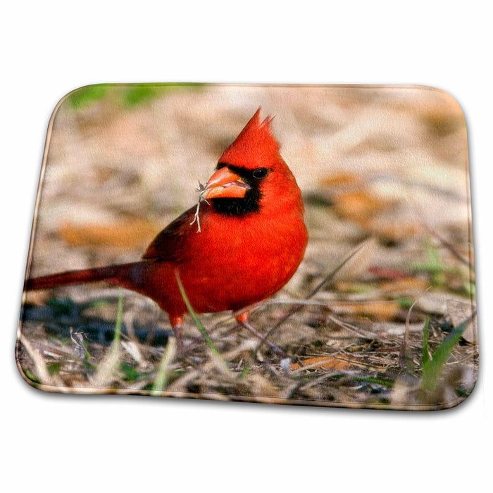 Dish Drying Mat - Northern Cardinal bird, Coastal Texas - US44 MPR0140 - Maresa Pryor Birds