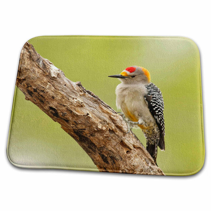 Dish Drying Mat - Texas, Rio Grande, Golden-fronted Woodpecker bird - US44 RBR0009 - Rick A. Brown Birds