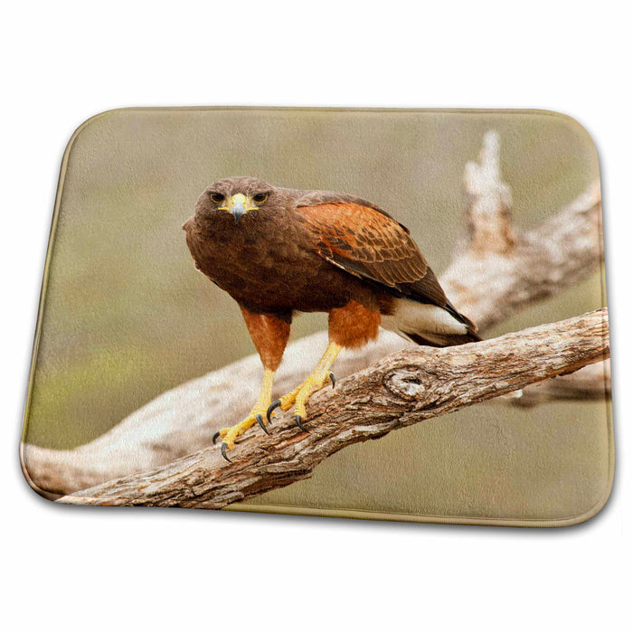 Dish Drying Mat - Texas, Rio Grande Valley, Harriss Hawk bird - US44 RBR0022 - Rick A. Brown Birds