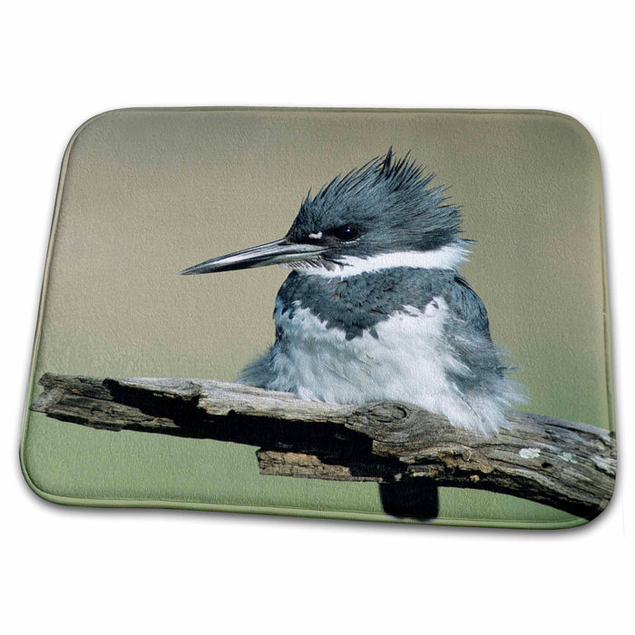 Dish Drying Mat - Belted Kingfisher bird, Rio Grande Valley, Texas - US44 RNU0038 - Rolf Nussbaumer Birds