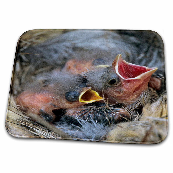 Dish Drying Mat - Bronzed Cowbird, Bewicks Wren, Birds - US44 RNU0047 - Rolf Nussbaumer Birds