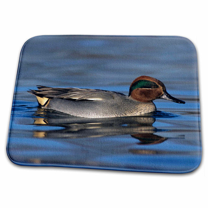 Dish Drying Mat - Common Teal Duck, Unterlunkhofen, Switzerland - US44 RNU0064 - Rolf Nussbaumer Ducks