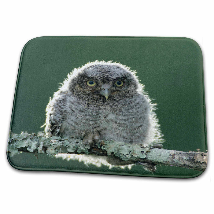 Dish Drying Mat - Eastern Screech-Owl, Rio Grande Valley, Texas - US44 RNU0069 - Rolf Nussbaumer Owls