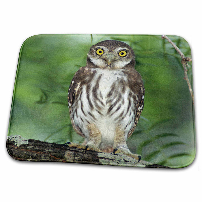 Dish Drying Mat - Ferruginous Pygmy-Owl, Rio Grande Valley, Texas - US44 RNU0071 - Rolf Nussbaumer Owls