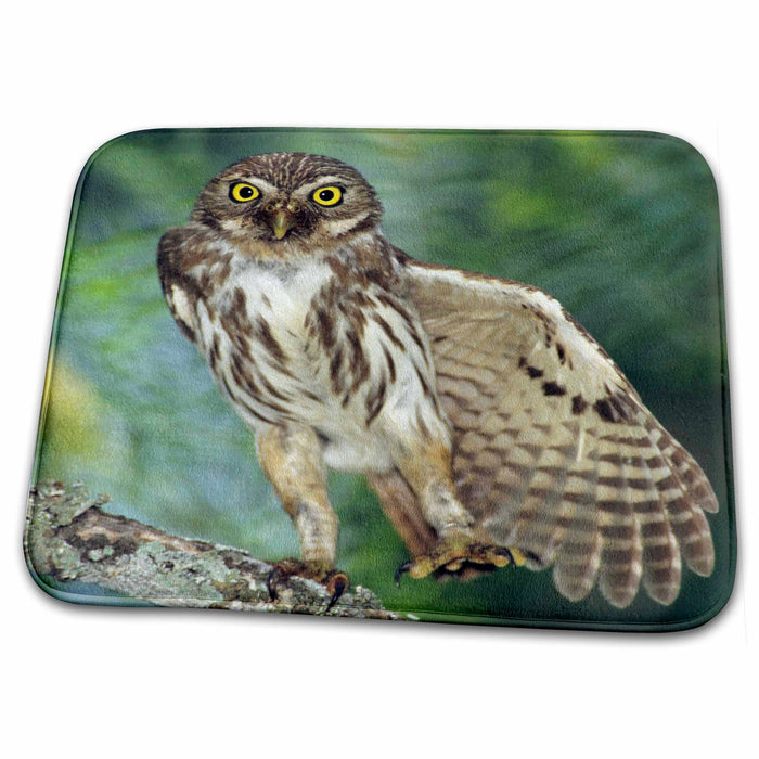 Dish Drying Mat - Ferruginous Pygmy-Owl, Rio Grande Valley, Texas - US44 RNU0072 - Rolf Nussbaumer Owls