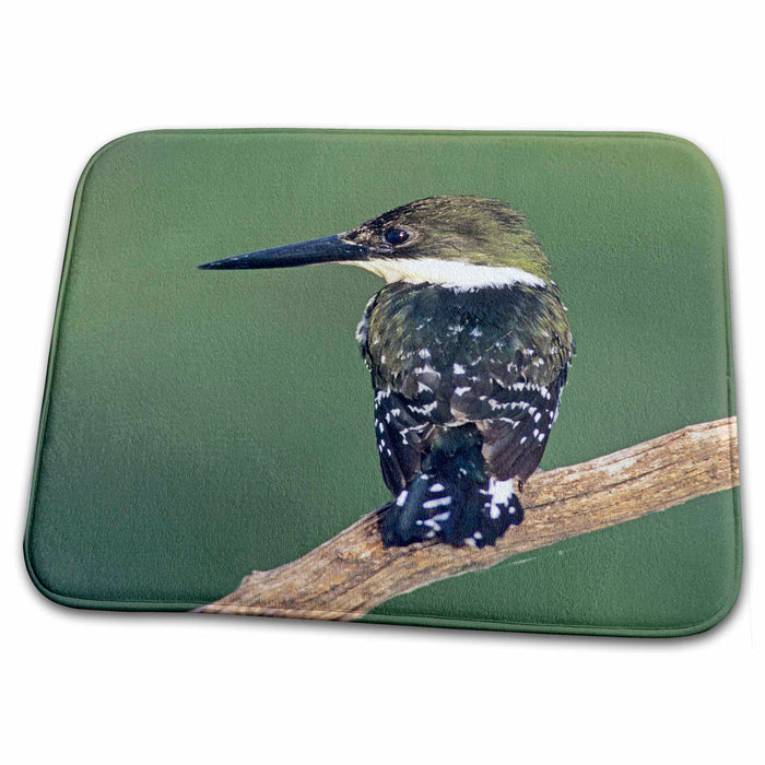 Dish Drying Mat - Green Kingfisher bird, Chachalaca Bend Inn, Texas - US44 RNU0090 - Rolf Nussbaumer Birds