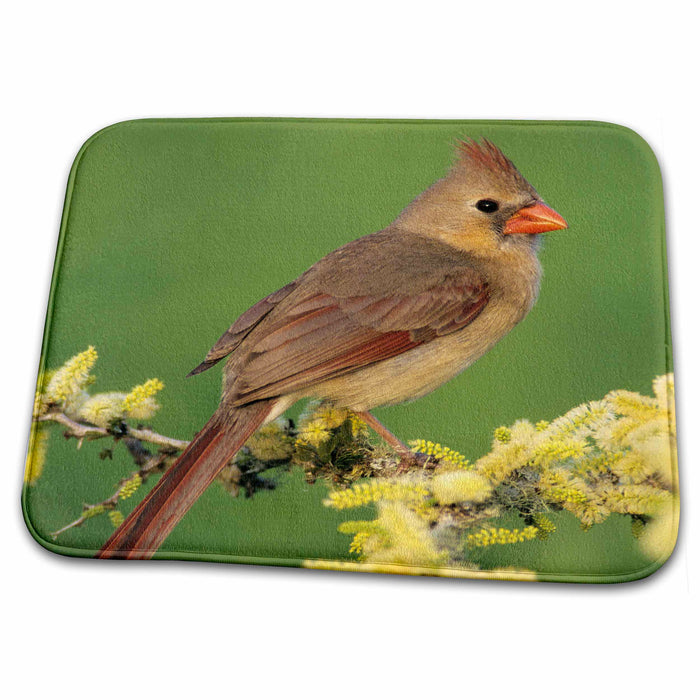 Dish Drying Mat - Northern Cardinal bird, Lake Corpus Christi Texas - US44 RNU0105 - Rolf Nussbaumer Birds