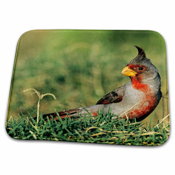 Dish Drying Mat - Pyrrhuloxia bird, Rio Grande Valley, TX - US44 RNU0114 - Rolf Nussbaumer Birds