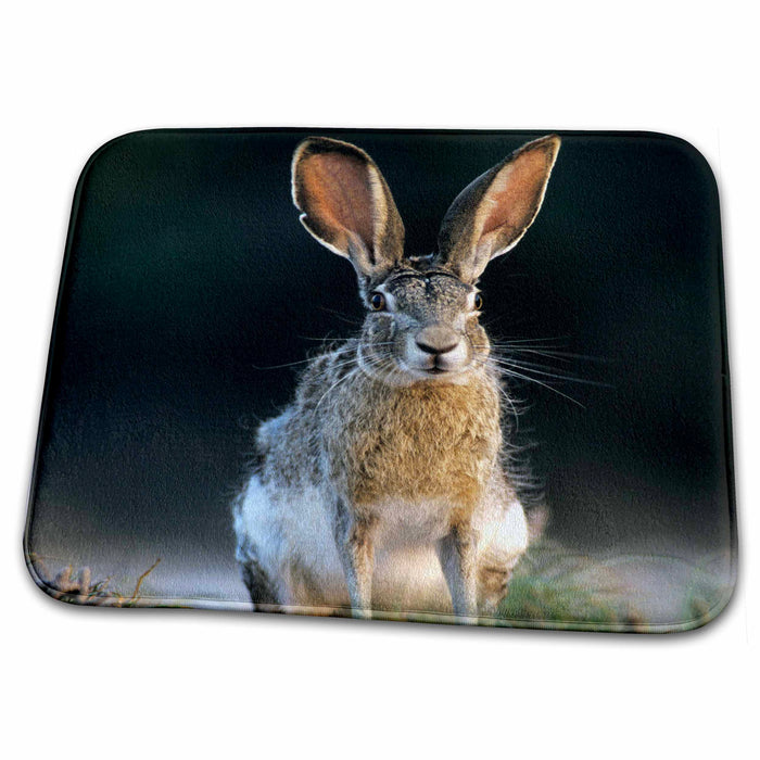 Dish Drying Mat - Black-tailed Jackrabbit, Rio Grande Valley, Texas - US44 RNU0152 - Rolf Nussbaumer Rabbits