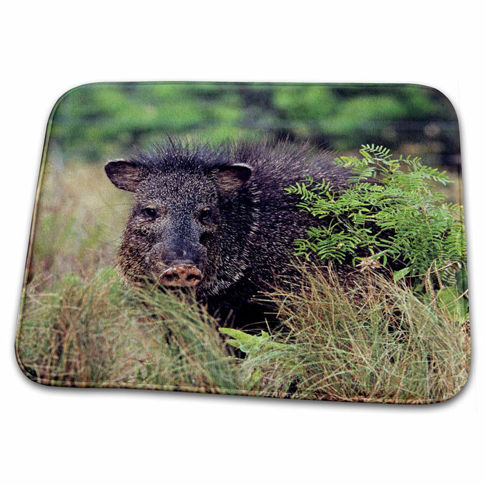 Dish Drying Mat - Collared Peccary, Javelina, wildlife, Texas - US44 RNU0160 - Rolf Nussbaumer Wildlife