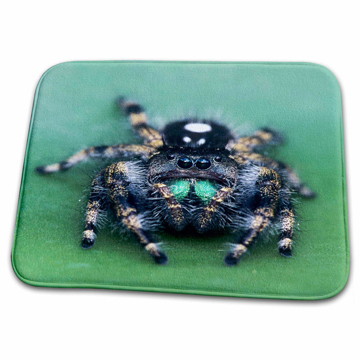 Dish Drying Mat - Daring Jumping Spider, Prickly Pear Cactus, Texas - US44 RNU0162 - Rolf Nussbaumer Texas