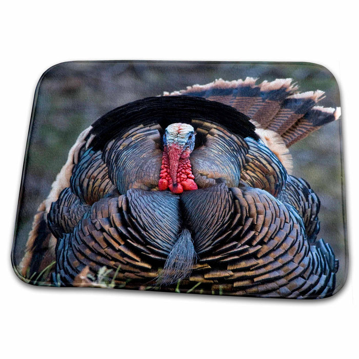 Dish Drying Mat - USA, Utah, Zion NP, Turkey wildlife in Zion Canyon - US45 FZU0021 - Frank Zurey Wildlife