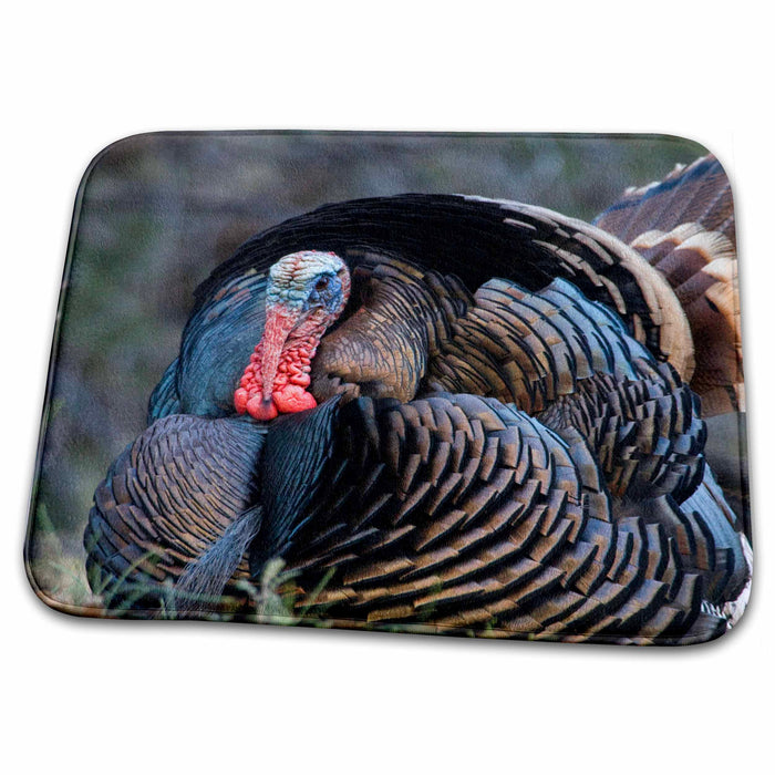 Dish Drying Mat - USA, Utah, Zion NP, Turkey wildlife in Zion Canyon - US45 FZU0022 - Frank Zurey Wildlife