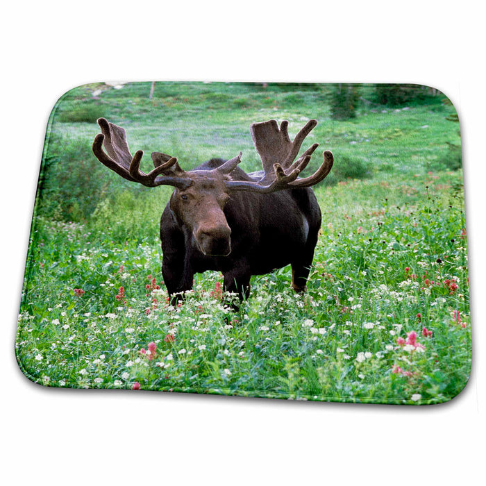 Dish Drying Mat - Bull moose wildlife Little Cottonwood, Wasatch-Cache - US45 HGA0064 - Howie Garber Wildlife