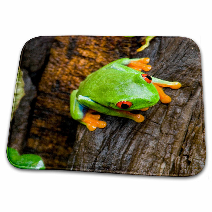 Dish Drying Mat - Red-Eyed Leaf Frog, Salt Lake City, Utah - US45 HGA0165 - Howie Garber Frogs