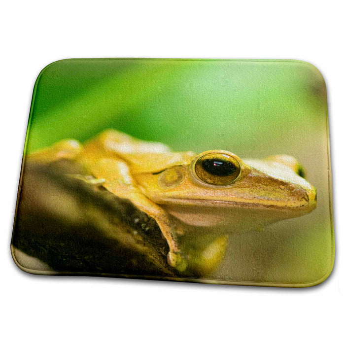 Dish Drying Mat - Golden Tree Frog, Salt Lake City, Utah - US45 HGA0166 - Howie Garber Frogs