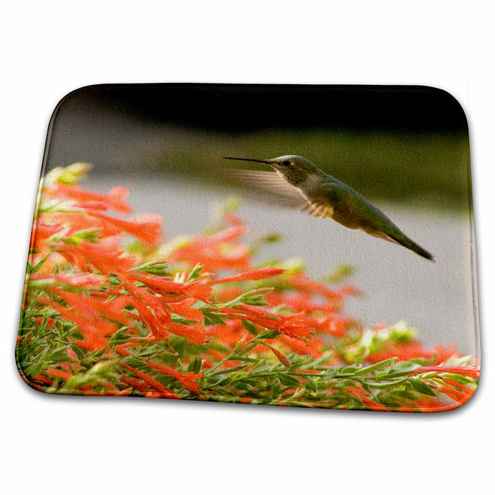 Dish Drying Mat - Black-Chinned Hummingbird, Salt Lake City, Utah - US45 HGA0167 - Howie Garber Birds