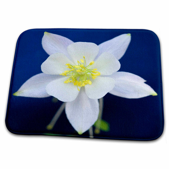 Dish Drying Mat - White Columbine flower, Utah - US45 JGS0027 - Jim Goldstein Flowers