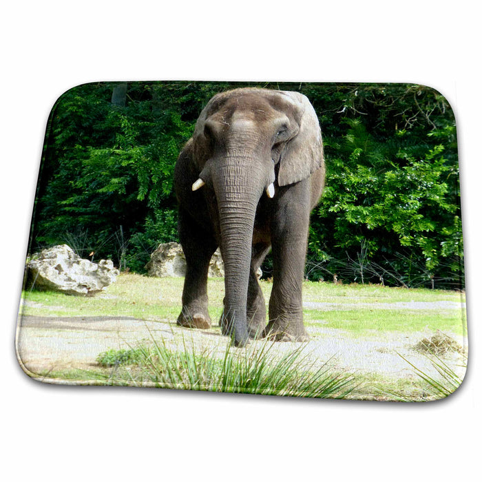 Dish Drying Mat - Enormous elephant wandering around on a warm Florida day s Photos - Florida