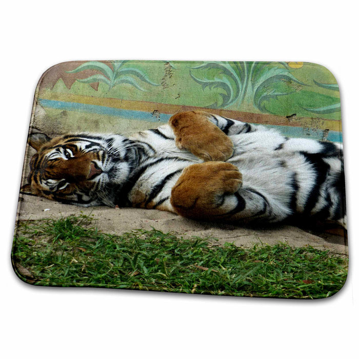 Dish Drying Mat - Beautiful tiger posing for pictures s Photos - Florida