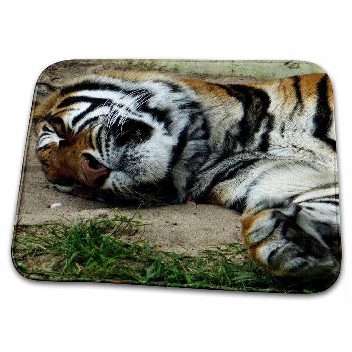 Dish Drying Mat - Beautiful tiger napping and posing for pictures s Photos - Florida