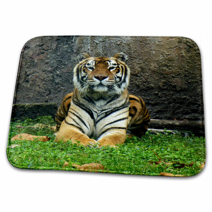 Dish Drying Mat - Gorgeous majestic tiger keeping a look out s Photos - Florida