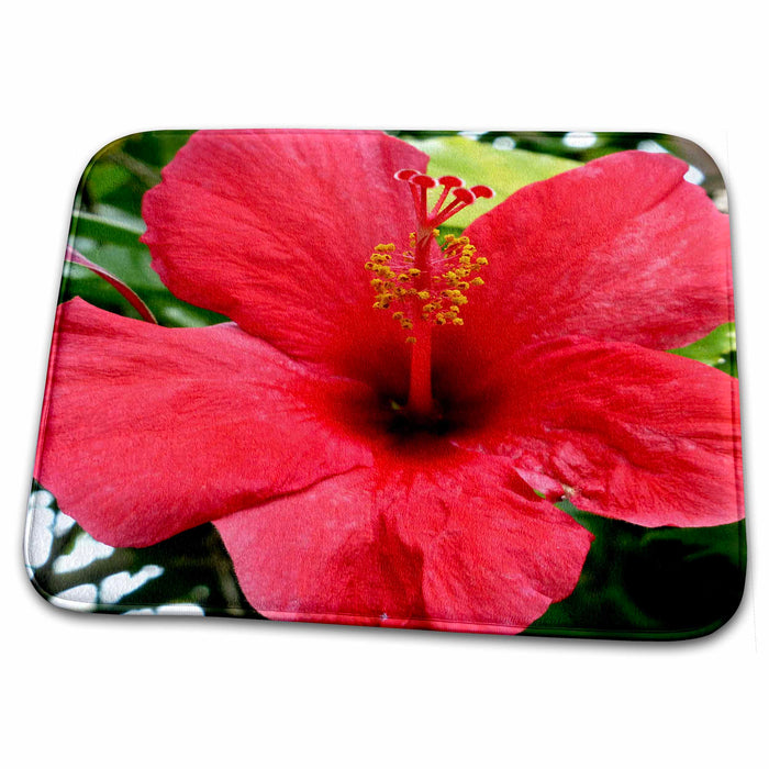 Dish Drying Mat - Beautiful hibiscus flowers scattered around the jungle of the park s Photos - Florida