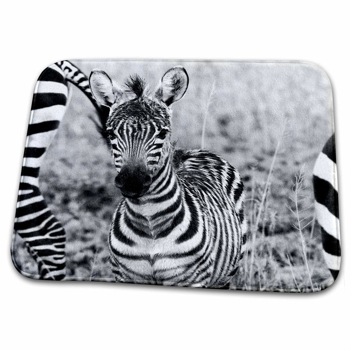 Dish Drying Mat - Zebra Baby in black and white, taken in Tanzania Tanzania