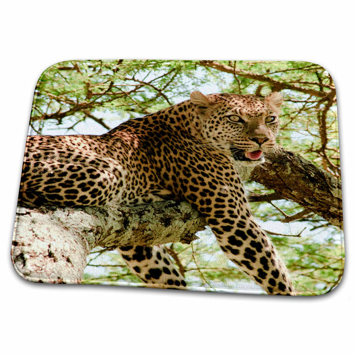 Dish Drying Mat - You looking at me Leopard in tree in Tanzania. Tanzania