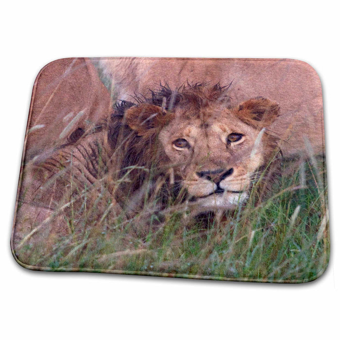 Dish Drying Mat - Young male Lion Looking at me, Tanzania Tanzania