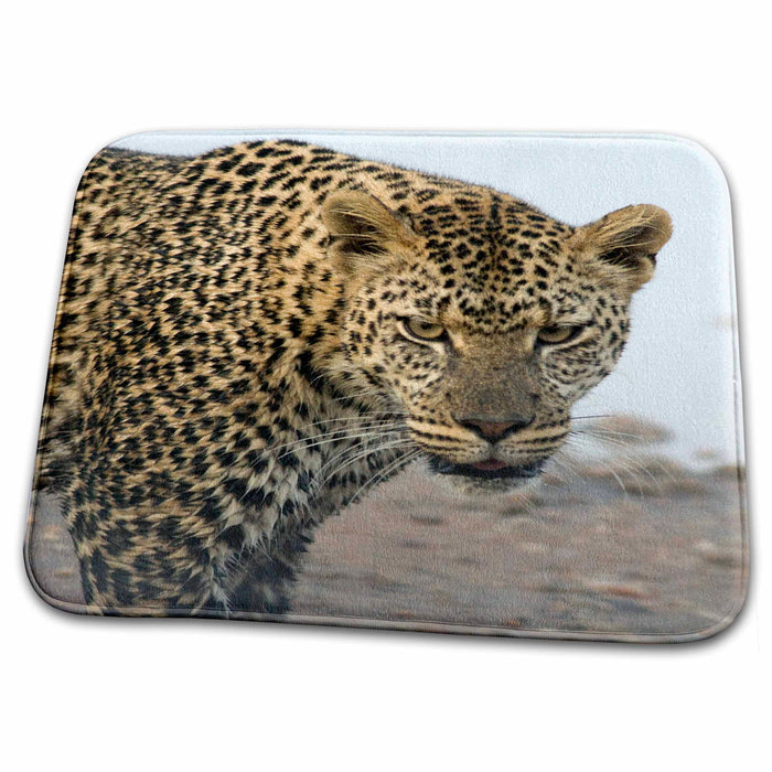 Dish Drying Mat - Closeup Leopard face. Tanzania Tanzania