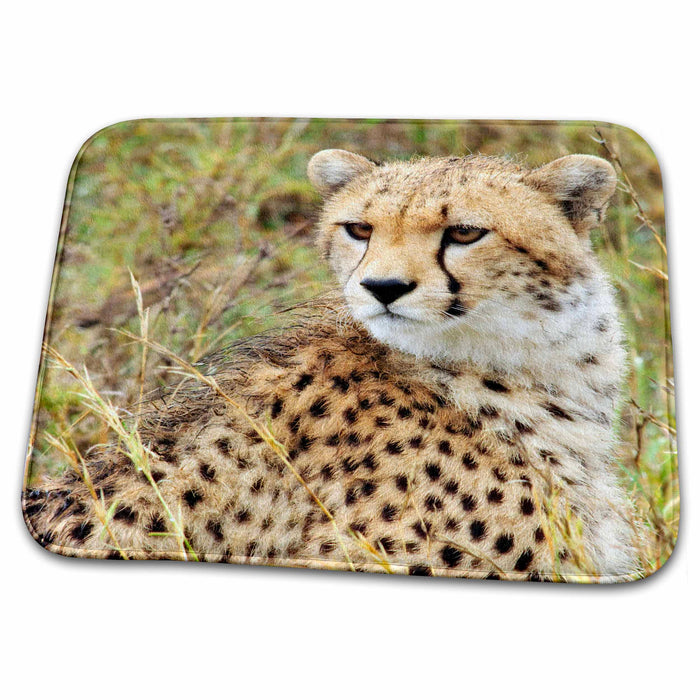 Dish Drying Mat - Cheetah Face, Closeup, Tanzania Tanzania