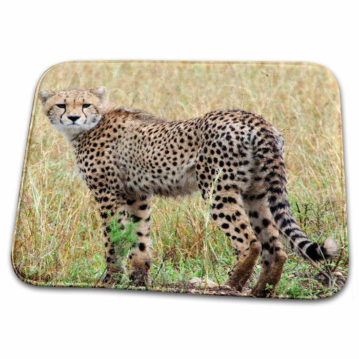 Dish Drying Mat - Cheetah color, in long grass, Tanzania Tanzania