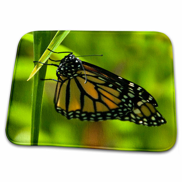 Dish Drying Mat - monarch Butterfly on green leaf, green background Floral