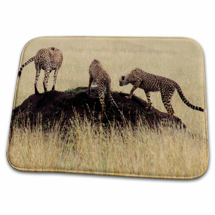 Dish Drying Mat - 3 cheetah brothers on mound, Tanzania Tanzania