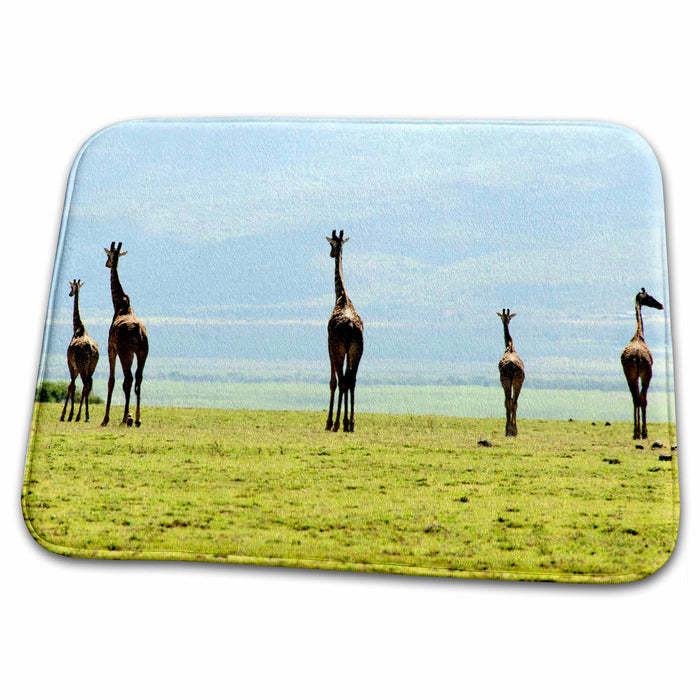 Dish Drying Mat - 5 Giraffes, various ages, walking in ngorongoro crater Tanzania