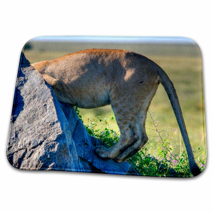 Dish Drying Mat - lioness rear end, looking between the rocks, Tanzania Animals