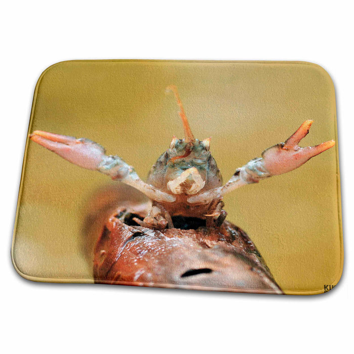 Dish Drying Mat - Fresh water crab Animals