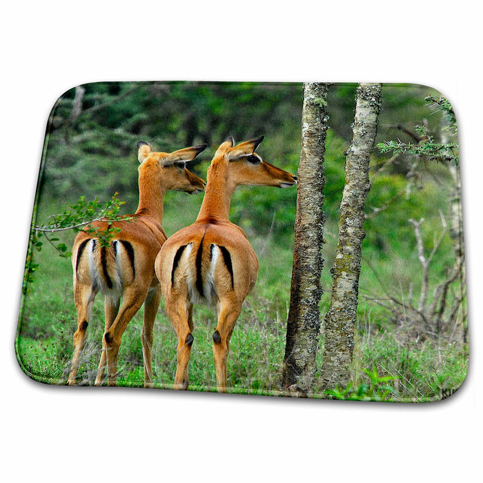 Dish Drying Mat - Sweetwater Rehabilitacion Center in Northen Kenya Animals